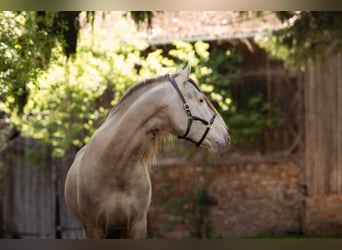 PRE, Hengst, 6 Jahre, 164 cm, Champagne