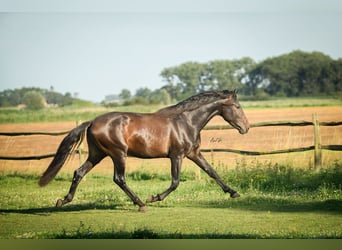 PRE, Hengst, 3 Jahre, 164 cm, Dunkelbrauner