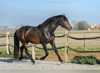 PRE, Hengst, 4 Jaar, 164 cm, Donkerbruin