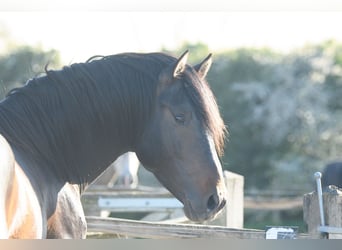PRE, Hengst, 4 Jaar, 164 cm, Donkerbruin