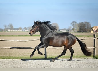 PRE, Hengst, 4 Jaar, 164 cm, Donkerbruin