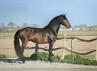 PRE, Hengst, 4 Jaar, 164 cm, Donkerbruin