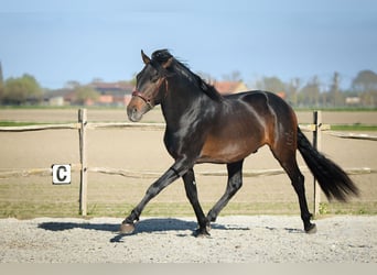 PRE, Hengst, 4 Jaar, 164 cm, Donkerbruin