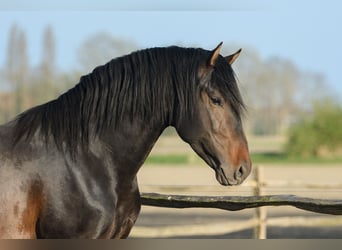PRE, Hengst, 4 Jaar, 164 cm, Donkerbruin