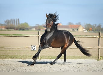 PRE, Hengst, 4 Jaar, 164 cm, Donkerbruin