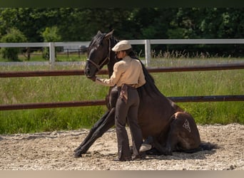 PRE, Hengst, 7 Jahre, 160 cm