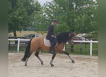 PRE, Hengst, 13 Jahre, 162 cm, Falbe