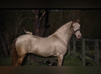 PRE, Hengst, 8 Jahre, 166 cm, Falbe