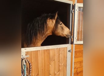 PRE, Hengst, 14 Jaar, 162 cm, Falbe