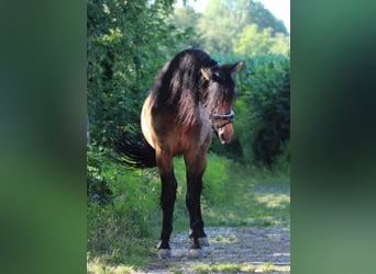 PRE, Hengst, 14 Jaar, 162 cm, Falbe
