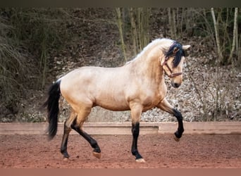 PRE, Hengst, 4 Jaar, 162 cm, Falbe