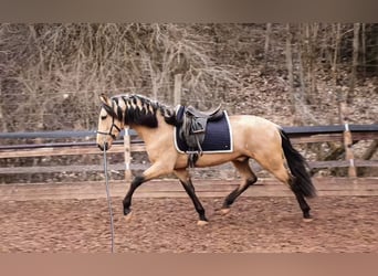 PRE, Hengst, 4 Jahre, 162 cm, Falbe