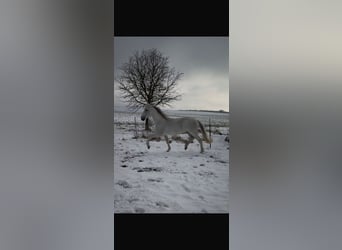 PRE, Hengst, 18 Jahre, 163 cm, Fliegenschimmel
