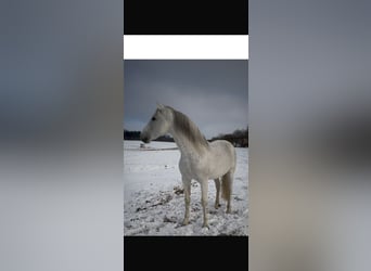 PRE, Hengst, 18 Jahre, 163 cm, Fliegenschimmel