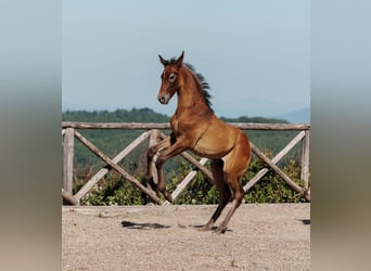 PRE, Hengst, Fohlen (04/2026), 135 cm, Schimmel
