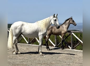 PRE, Hengst, Fohlen (04/2026), 135 cm, Schimmel