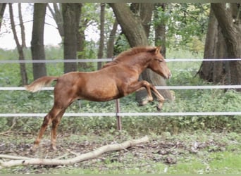 PRE, Hengst, Fohlen (07/2023), 157 cm, Fuchs
