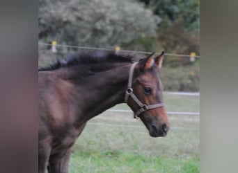 PRE Mix, Hengst, Fohlen (01/2025), 158 cm, Brauner