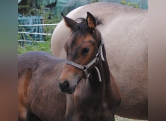 PRE Mix, Hengst, Fohlen (01/2025), 158 cm, Brauner