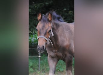 PRE Mix, Hengst, Fohlen (01/2025), 158 cm, Brauner