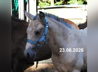 PRE, Hengst, Fohlen (01/2026), 158 cm, Buckskin