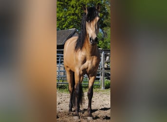 PRE, Hengst, Fohlen (01/2026), 158 cm, Buckskin