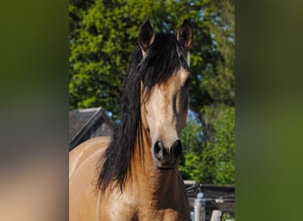 PRE, Hengst, Fohlen (01/2026), 158 cm, Buckskin