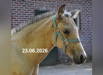 PRE, Hengst, Fohlen (01/2026), 158 cm, Buckskin