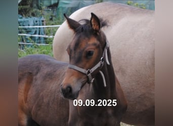 PRE Mix, Hengst, Fohlen (01/2025), 158 cm, Pearl