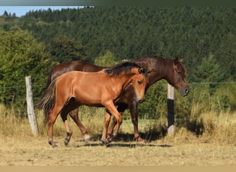 PRE, Hengst, Fohlen (01/2026), 160 cm