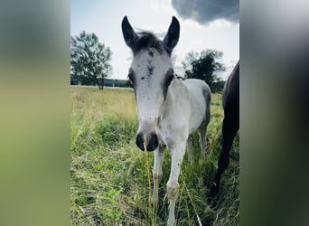 PRE, Hengst, , 160 cm, Buckskin