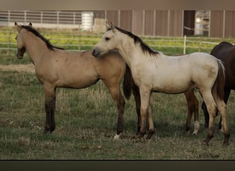 PRE Mix, Hengst, Fohlen (04/2026), 160 cm, Buckskin