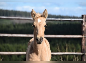 PRE, Hengst, Fohlen (03/2024), 160 cm, Palomino