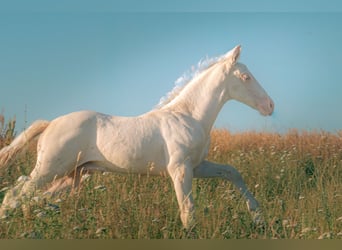 PRE, Hengst, Fohlen (05/2026), 160 cm, Perlino