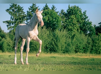 PRE, Hengst, Fohlen (05/2026), 160 cm, Perlino