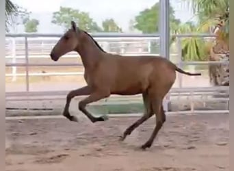 PRE, Hengst, Fohlen (04/2024), 162 cm, Buckskin