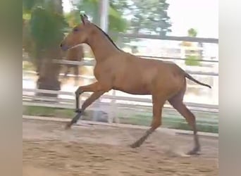 PRE, Hengst, Fohlen (04/2024), 162 cm, Buckskin