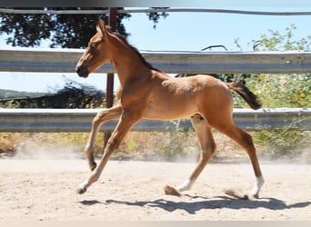 PRE, Hengst, Fohlen (05/2026), 162 cm
