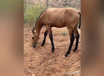 PRE, Hengst, Fohlen (01/2025), 163 cm, Buckskin