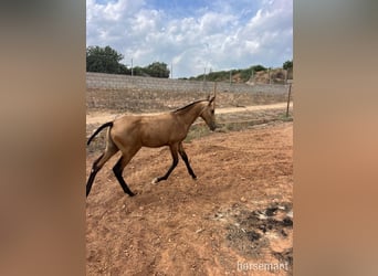 PRE, Hengst, Fohlen (01/2025), 163 cm, Buckskin