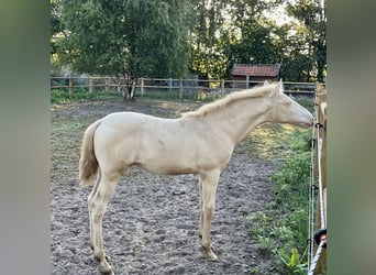 PRE Mix, Hengst, Fohlen (04/2025), 163 cm, Perlino