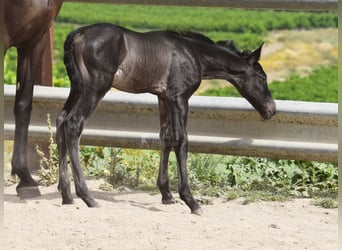 PRE, Hengst, , 163 cm, Rappe