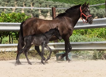 PRE, Hengst, , 163 cm, Rappe