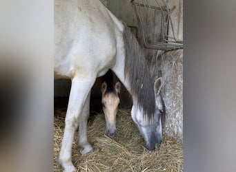 PRE, Hengst, Fohlen (05/2025), 164 cm, Falbe