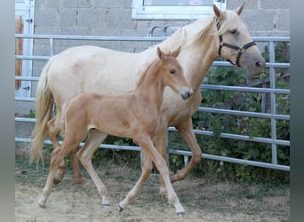 PRE, Hengst, Fohlen (06/2026), 164 cm, Palomino