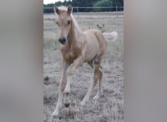 PRE, Hengst, Fohlen (06/2026), 164 cm, Palomino