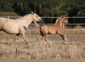 PRE, Hengst, Fohlen (06/2026), 164 cm, Palomino