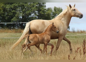 PRE, Hengst, Fohlen (06/2026), 164 cm, Palomino