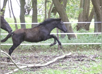 PRE, Hengst, Fohlen (07/2023), 164 cm, Rappe