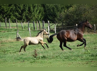 PRE, Hengst, Fohlen (03/2026), 165 cm, Buckskin